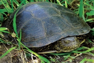 http://molbiol.ru/pictures/fresh_water_turtle.jpg